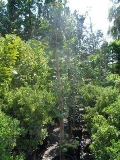 Japanse Notenboom (Ginkgo Biloba) -PlantenPracht Winkel ginkgo biloba 10 12 14 geveerd