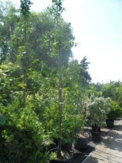 Japanse Notenboom (Ginkgo Biloba) -PlantenPracht Winkel ginkgo biloba 14 16 geveerd 1