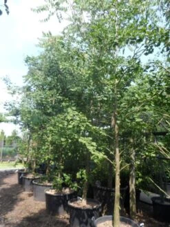 Japanse Notenboom (Ginkgo Biloba) -PlantenPracht Winkel ginkgo biloba 18 20 25 geveerd c130 1