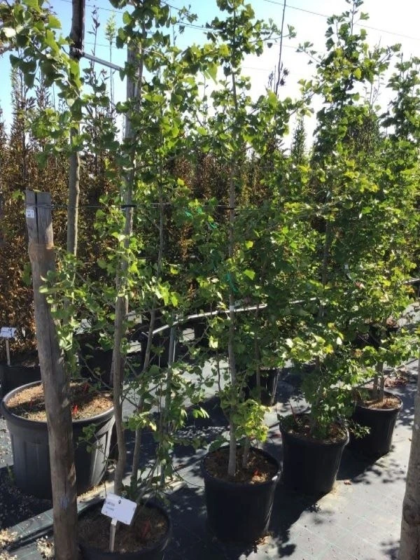 Japanse Notenboom, Meerstammig (Ginkgo Biloba) 4 Japanse Notenboom, Meerstammig (Ginkgo Biloba) - Afbeelding 2