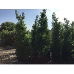 Japanse Noteboom Als Zuilboom (Ginkgo Biloba 'Fastigiata Blagon') 20 Japanse Noteboom Als Zuilboom (Ginkgo Biloba 'Fastigiata Blagon') -PlantenPracht Winkel ginkgo biloba 250 300