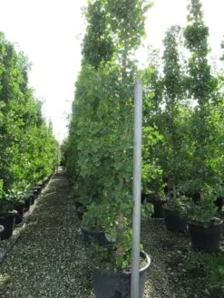 Japanse Notenboom (Ginkgo Biloba) -PlantenPracht Winkel ginkgo biloba 2