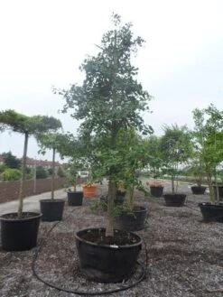 Japanse Notenboom (Ginkgo Biloba) -PlantenPracht Winkel ginkgo biloba 35 40 c500 geveerd 1