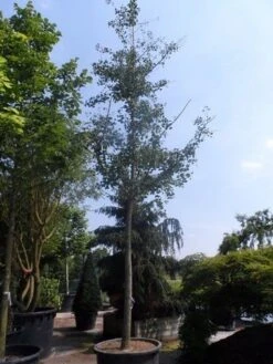 Japanse Notenboom (Ginkgo Biloba) -PlantenPracht Winkel ginkgo biloba 35 40ho cont