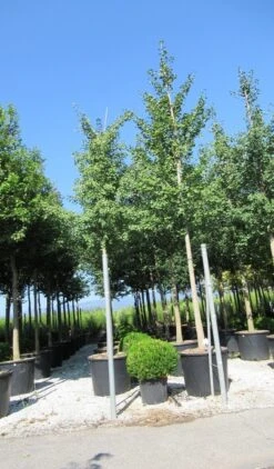 Japanse Notenboom (Ginkgo Biloba) -PlantenPracht Winkel ginkgo biloba 3