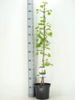Japanse Notenboom (Ginkgo Biloba) -PlantenPracht Winkel ginkgo biloba 60 80 zomer c3 m 1