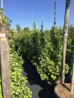 Japanse Noteboom Als Zuilboom (Ginkgo Biloba 'Fastigiata Blagon') 21 Japanse Noteboom Als Zuilboom (Ginkgo Biloba 'Fastigiata Blagon') -PlantenPracht Winkel ginkgo biloba fastigiata blagon 150 175cm