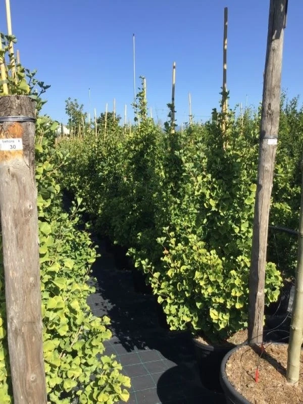 Japanse Noteboom Als Zuilboom (Ginkgo Biloba 'Fastigiata Blagon') 12 Japanse Noteboom Als Zuilboom (Ginkgo Biloba 'Fastigiata Blagon') - Afbeelding 10