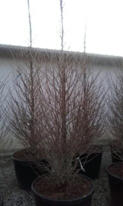 Japanse Noteboom Als Zuilboom (Ginkgo Biloba 'Fastigiata Blagon') 15 Japanse Noteboom Als Zuilboom (Ginkgo Biloba 'Fastigiata Blagon') -PlantenPracht Winkel ginkgo biloba fastigiata blagon 2