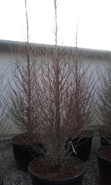 Japanse Noteboom Als Zuilboom (Ginkgo Biloba 'Fastigiata Blagon') 6 Japanse Noteboom Als Zuilboom (Ginkgo Biloba 'Fastigiata Blagon') - Afbeelding 4