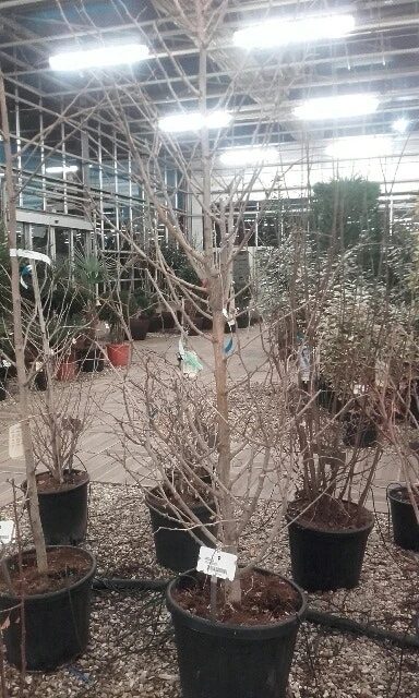 Japanse Noteboom Als Zuilboom (Ginkgo Biloba 'Fastigiata Blagon') 8 Japanse Noteboom Als Zuilboom (Ginkgo Biloba 'Fastigiata Blagon') - Afbeelding 6