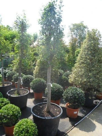 Japanse Noteboom Als Zuilboom (Ginkgo Biloba 'Fastigiata Blagon') 5 Japanse Noteboom Als Zuilboom (Ginkgo Biloba 'Fastigiata Blagon') - Afbeelding 3