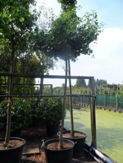 Japanse Notenboom (Ginkgo Biloba 'Horizontalis') 11 Japanse Notenboom (Ginkgo Biloba 'Horizontalis') -PlantenPracht Winkel ginkgo biloba horizontalis 18 20ho c130