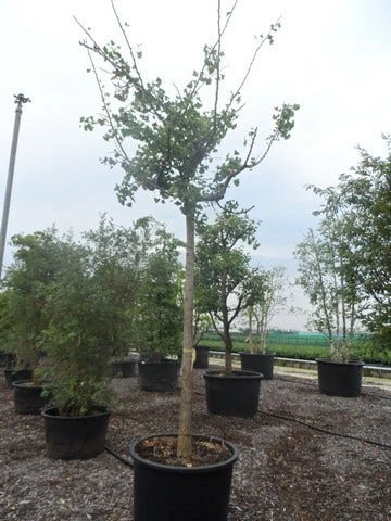 Japanse Notenboom (Ginkgo Biloba 'Horizontalis') 5 Japanse Notenboom (Ginkgo Biloba 'Horizontalis') - Afbeelding 3