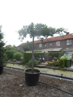 Japanse Notenboom (Ginkgo Biloba 'Horizontalis') 10 Japanse Notenboom (Ginkgo Biloba 'Horizontalis') -PlantenPracht Winkel ginkgo biloba horizontalis 25 30ho c350