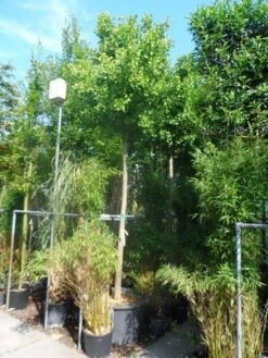 Japanse Notenboom (Ginkgo Biloba 'Mariken') -PlantenPracht Winkel ginkgo biloba mariken 20 25ho cont
