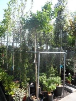 Japanse Notenboom (Ginkgo Biloba 'Mariken') -PlantenPracht Winkel ginkgo biloba mariken 8 10ho cont