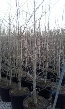 Japanse Notenboom, Meerstammig (Ginkgo Biloba) -PlantenPracht Winkel ginkgo biloba meerstammig 2