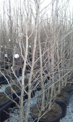 Japanse Notenboom, Meerstammig (Ginkgo Biloba) -PlantenPracht Winkel ginkgo biloba meerstammig 2 2