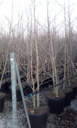 Japanse Notenboom, Meerstammig (Ginkgo Biloba) 18 Japanse Notenboom, Meerstammig (Ginkgo Biloba) -PlantenPracht Winkel ginkgo biloba meerstammig 3 1