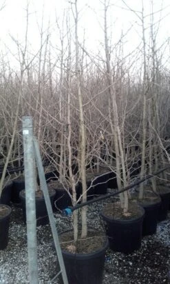 Japanse Notenboom, Meerstammig (Ginkgo Biloba) -PlantenPracht Winkel ginkgo biloba meerstammig 4