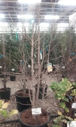 Japanse Notenboom, Meerstammig (Ginkgo Biloba) -PlantenPracht Winkel ginkgo biloba meerstammig 5