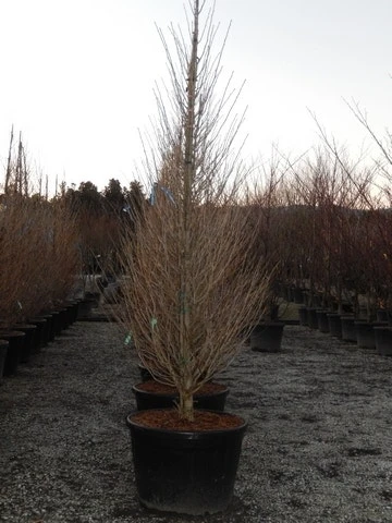 Japanse Noteboom Als Zuilboom (Ginkgo Biloba 'Fastigiata Blagon') 9 Japanse Noteboom Als Zuilboom (Ginkgo Biloba 'Fastigiata Blagon') - Afbeelding 7