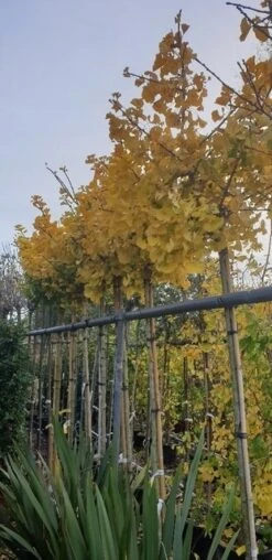 Japanse Notenboom (Ginkgo Biloba 'Mariken') -PlantenPracht Winkel ginkgomariken02