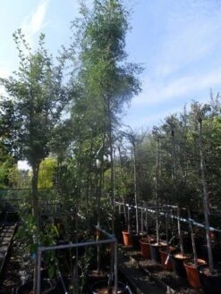 Doornloze Christusdoorn (Gleditsia Triacanthos 'Inermis') -PlantenPracht Winkel gleditsia triacanthos inermis 10 12ho cont