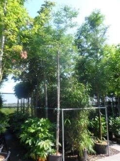 Doornloze Christusdoorn (Gleditsia Triacanthos 'Inermis') -PlantenPracht Winkel gleditsia triacanthos inermis 12 14ho cont