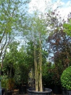 Doornloze Christusdoorn (Gleditsia Triacanthos 'Inermis') -PlantenPracht Winkel gleditsia triacanthos inermis 600 800 c1500 meerstammig