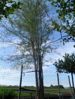 Doornloze Christusdoorn (Gleditsia Triacanthos 'Inermis') -PlantenPracht Winkel gleditsia triacanthos inermis 700 800 drkl meerstammig solitair extra