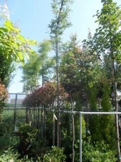 Geelbladige Christusdoorn (Gleditsia Triacanthos 'Sunburst') -PlantenPracht Winkel gleditsia triacanthos sunburst 10 12ho cont