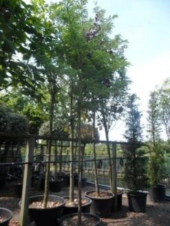 Geelbladige Christusdoorn (Gleditsia Triacanthos 'Sunburst') -PlantenPracht Winkel gleditsia triacanthos sunburst 18 20ho c160