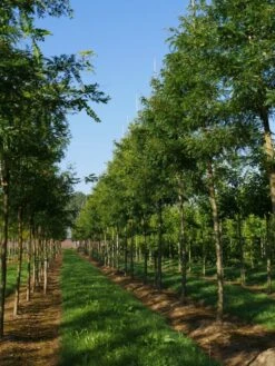 Grote Gleditsia (Gleditsia Triacanthos 'Sunburst') -PlantenPracht Winkel gleditsia triacanthos sunburst 20 25