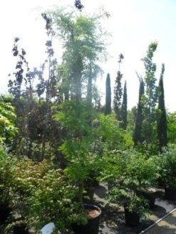 Geelbladige Christusdoorn (Gleditsia Triacanthos 'Sunburst') -PlantenPracht Winkel gleditsia triacanthos sunburst 200 250 300 geveerd