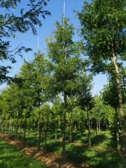 Grote Gleditsia (Gleditsia Triacanthos 'Sunburst') -PlantenPracht Winkel gleditsia triacanthos sunburst 25 30