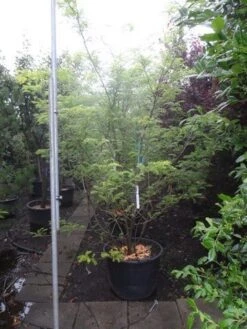 Geelbladige Christusdoorn (Gleditsia Triacanthos 'Sunburst') -PlantenPracht Winkel gleditsia triacanthos sunburst 250 300 c130 meerstammig