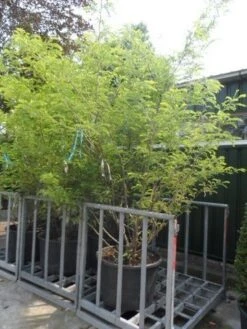 Geelbladige Christusdoorn (Gleditsia Triacanthos 'Sunburst') -PlantenPracht Winkel gleditsia triacanthos sunburst 250 300 c130 meerstammige struik