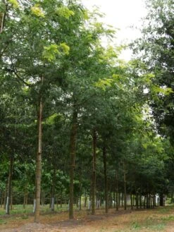 Grote Gleditsia (Gleditsia Triacanthos 'Sunburst') -PlantenPracht Winkel gleditsia triacanthos sunburst 30 35