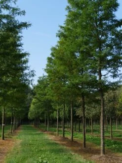 Grote Gleditsia (Gleditsia Triacanthos 'Sunburst') -PlantenPracht Winkel gleditsia triacanthos sunburst 35 40