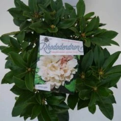 Dwergrhododendron (Rhododendron 'Golden Torch') -PlantenPracht Winkel golden torch c4 boven