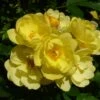 Klimroos (Rosa 'Golden Age') -PlantenPracht Winkel goldenage