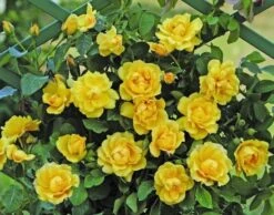 Klimroos (Rosa 'Golden Gate') -PlantenPracht Winkel goldengate 1