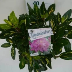 Rhododendron (Rhododendron 'Goldflimmer') -PlantenPracht Winkel goldflimmer c5 boven 1