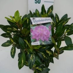 Rhododendron (Rhododendron 'Goldflimmer') -PlantenPracht Winkel goldflimmer c5 zij 1