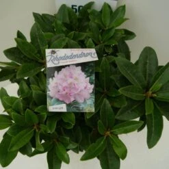 Rhododendron (Rhododendron 'Gomer Waterer') -PlantenPracht Winkel gomer waterer c7.5 boven 2