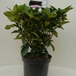 Rhododendron (Rhododendron 'Gomer Waterer') -PlantenPracht Winkel gomer waterer c7.5 voor 2