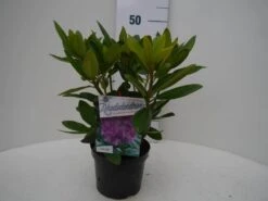 Rhododendron (Rhododendron Catawbiense 'Grandiflorum') -PlantenPracht Winkel grandiflorum c2 voor