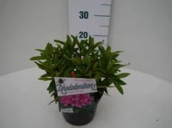 Rhododendron (Rhododendron 'Graziella') -PlantenPracht Winkel graziella c2 zij